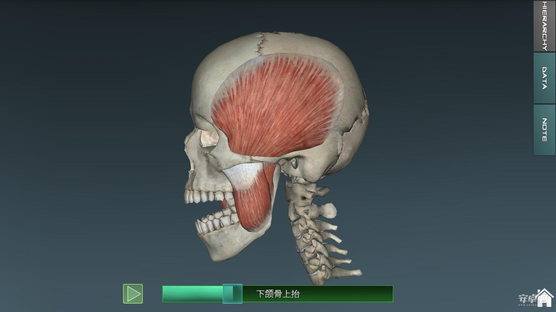 人体解剖学图集0