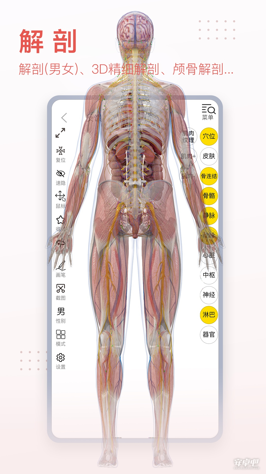 3DBody解剖2024版0