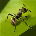 小小蚁国(3D蚂蚁题材)