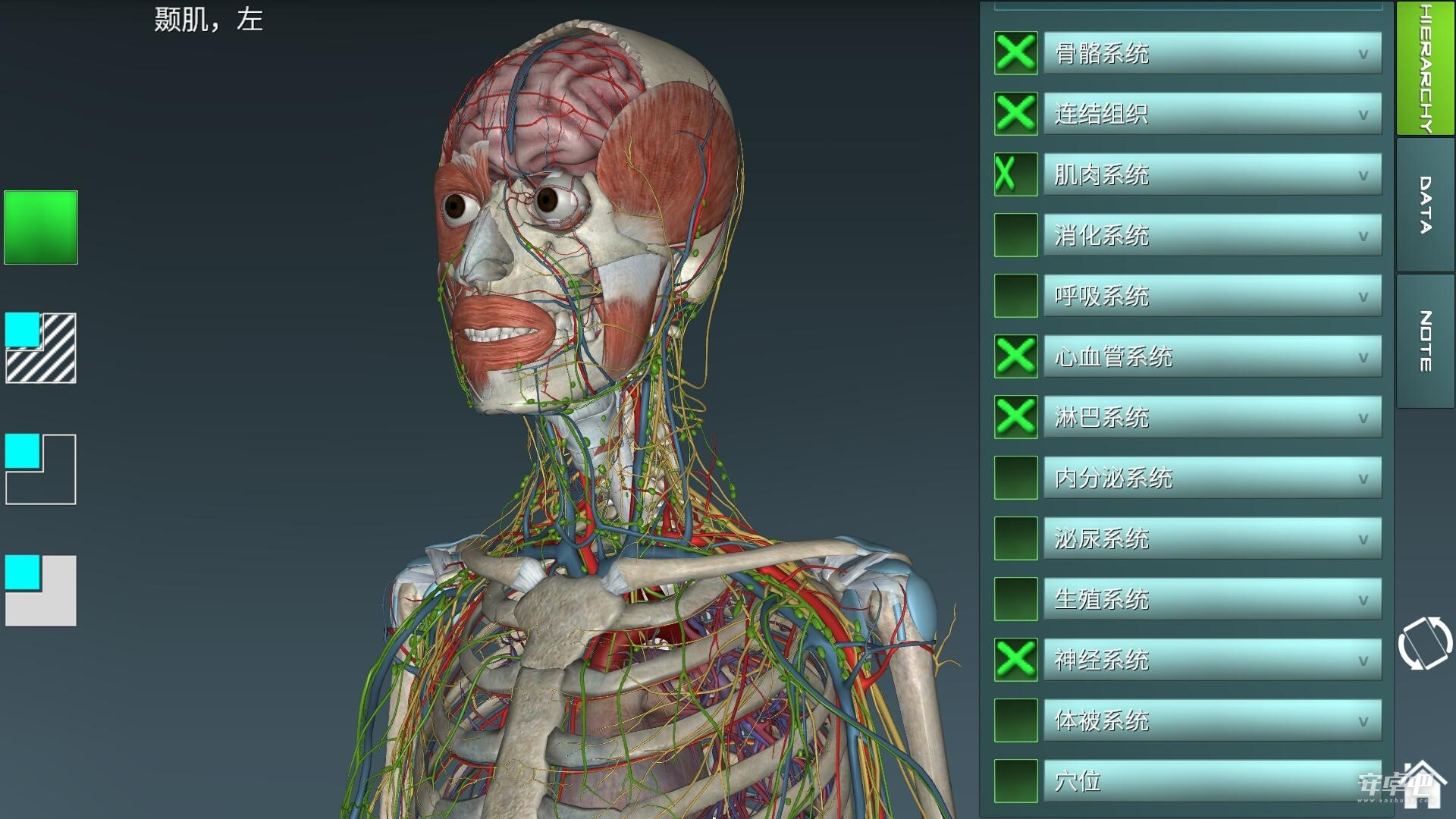 人体解剖学图集2024版1